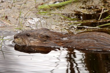 Beaver in roadside pond clipart