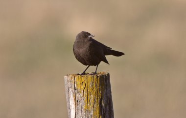 çitin üzerinde kadın kahverengi başlı cowbird sonrası