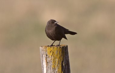 Female Brown headed Cowbird on fence post clipart