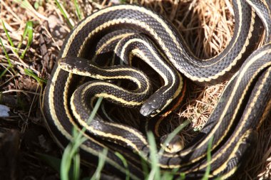 Garter Snakes mating clipart
