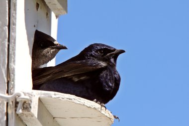 Purple Martin pair in birdhouse clipart