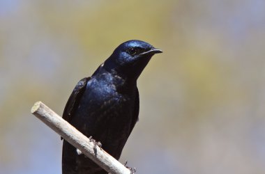 Purple Martin on perch clipart