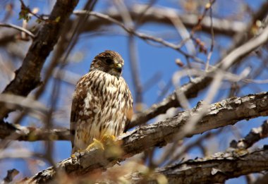 Gyrfalcon perched in tree clipart