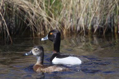 Ring necked Ducks in roadside ditch clipart