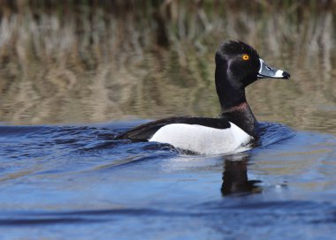 Ring necked Duck in roadside ditch clipart