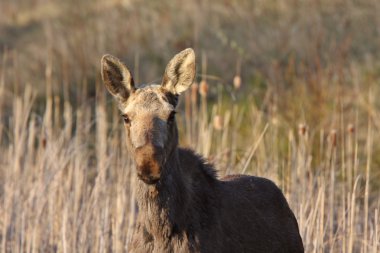 genç kadın moose hecla Adası: Manitoba