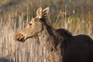 genç kadın moose hecla Adası: Manitoba