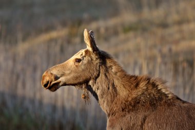 genç kadın moose hecla Adası: Manitoba