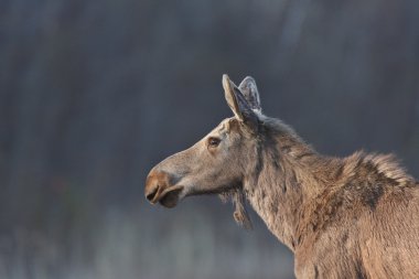 genç kadın moose hecla Adası: Manitoba