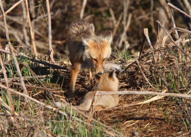 Red Fox vixen with pup on Hecla Island in Manitoba clipart