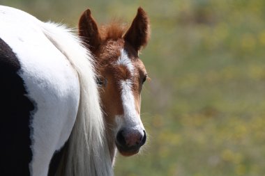 onun baraj saklanarak tayı