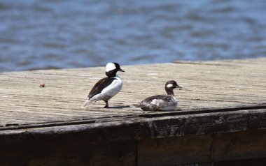 Pair of Bufflehead Ducks on dock clipart