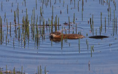 Beaver swimming in roadside pond clipart