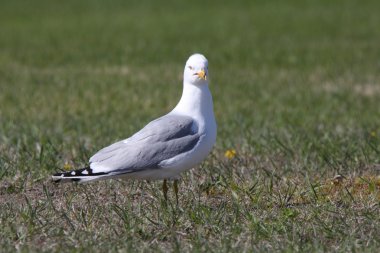 büyük halka fatura martı beach manitoba