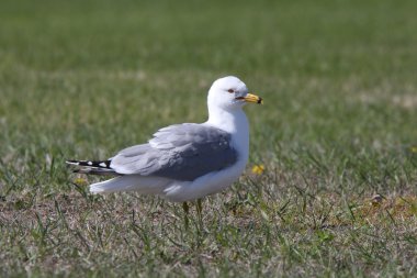 büyük halka fatura martı beach manitoba