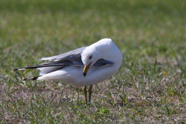 gull kendisinin preening halka fatura