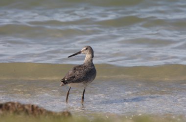 Hudsonian Godwit along shore of Lake Winnipeg clipart