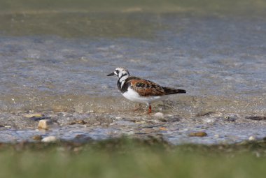 waters edge de kırmızı turnstone