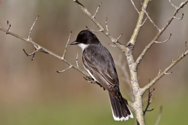 Eastern Kingbird on bare branch clipart