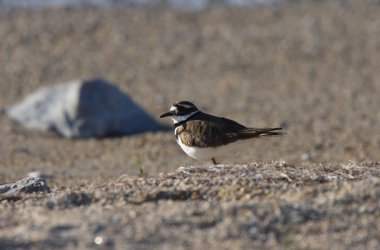 Kildeer'in Plajı