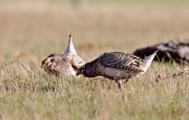 Sharp tailed Grouse at lek finding dominate male clipart