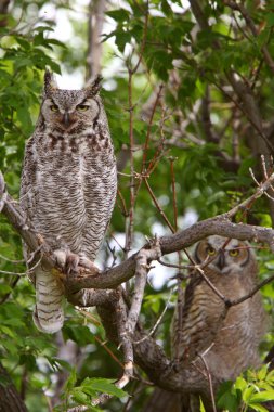 iki büyük Boynuzlu Baykuş fledglings ağaca tünemiş