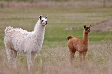 Yetişkin ve genç lamas saskatchewan arazide