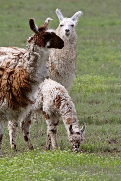 Família de lamas em pasto de Saskatchewan — Fotografia de Stock