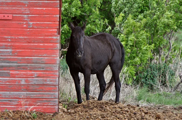 Cavalo Atrás Edifício Fazenda Saskatchewan — Fotografia de Stock