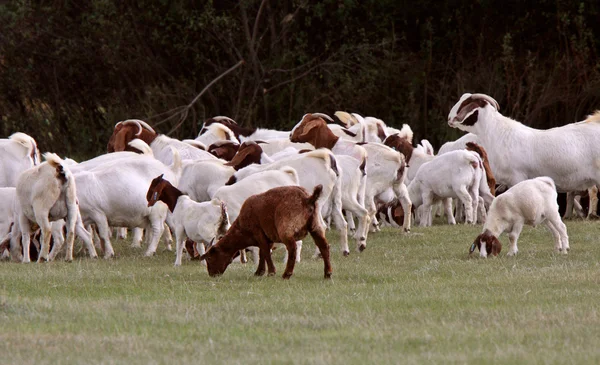Herd Goats Pasture — Stock Photo, Image