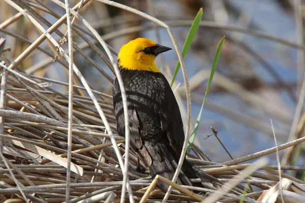 Male Yellow headed Blackbird amongst water plants — Stock Photo, Image