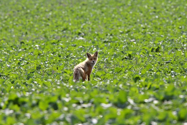Junger Rotfuchs Askatchewan Feld — Stockfoto