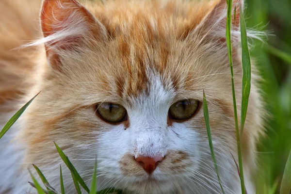 stock image Domesticate cat outdoors