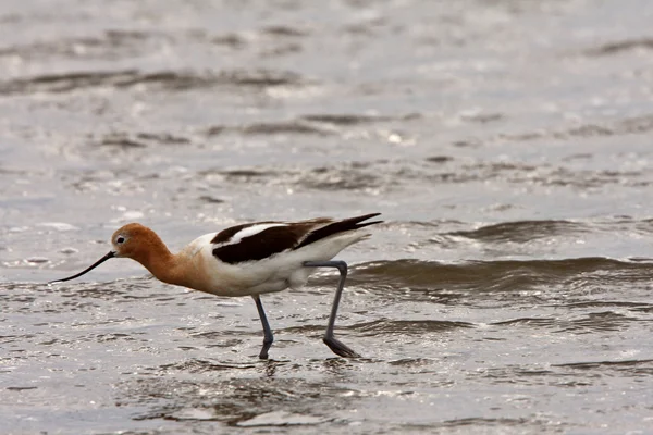 American Avocet wading in shallow water — Stock Photo, Image