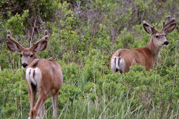 Mule Deer bucks avec velours sur bois — Photo