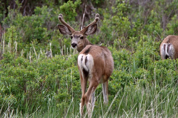 Mule Deer Buck Velvet Antlers — Stock Photo, Image