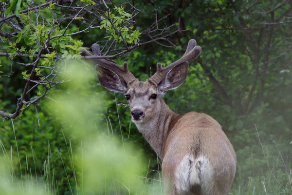 Mule deer buck sammet horn — Stockfoto