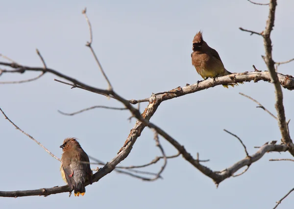 Cedar Waxwing perched in tree — Stock Photo, Image