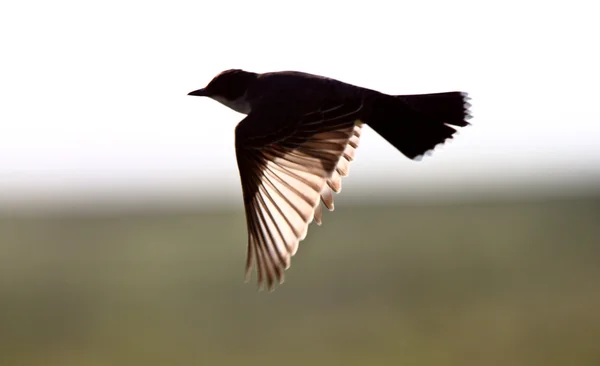 Eastern Kingbird Flight — Stock Photo, Image