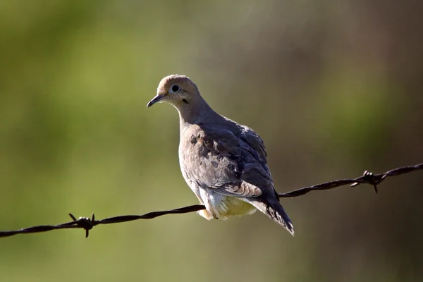 Mourning Dove perched on wire — Stock Photo, Image