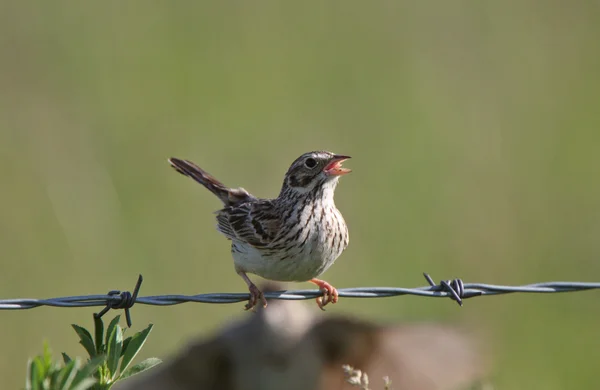 Savanah Sparrow Empoleirado Fio — Fotografia de Stock