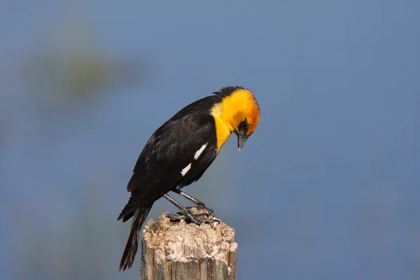 stock image Male Yellow headed Blackbird perched on post