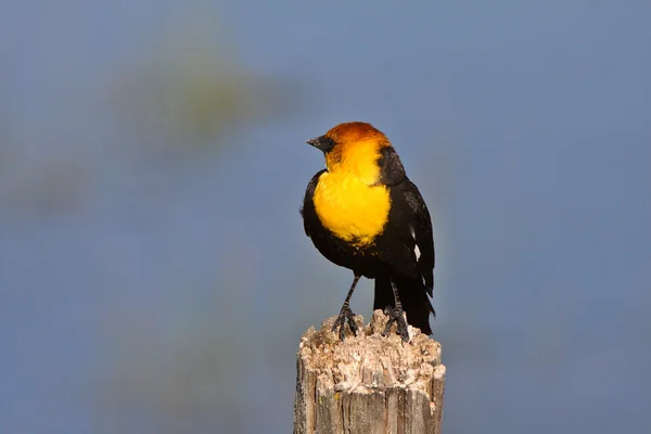 Male Yellow headed Blackbird perched on post — Stock Photo, Image