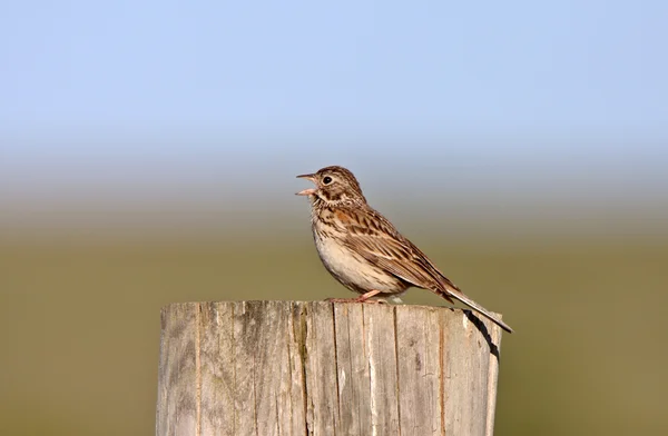 Song Sparrow empoleirado no post — Fotografia de Stock