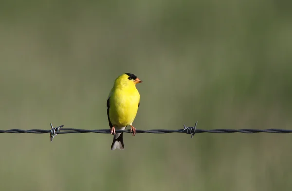 American Goldfinch empoleirado em fio — Fotografia de Stock