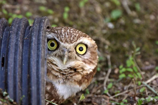 Burrowing Owl in culvert — Stock Photo, Image