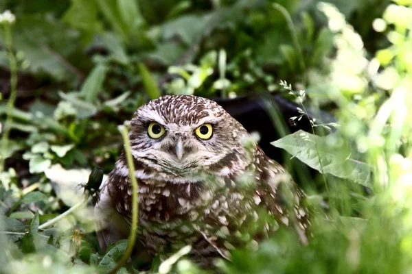 stock image Burrowing Owl in culvert amongst vegetation