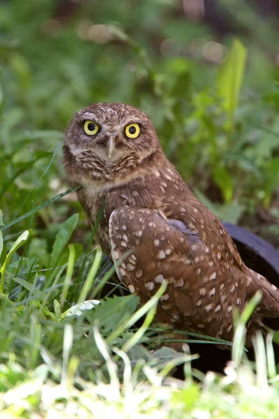 Burrowing Owl Culvert — Stock Photo, Image