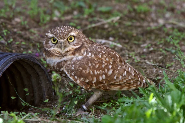 stock image Burrowing Owl near culvert