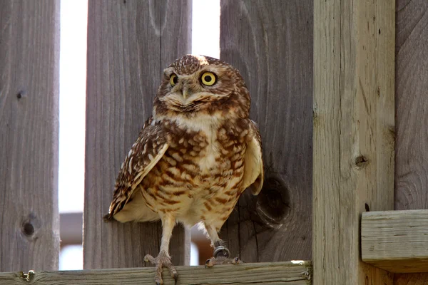 Burrowing Owl perched on fence — Stock Photo, Image